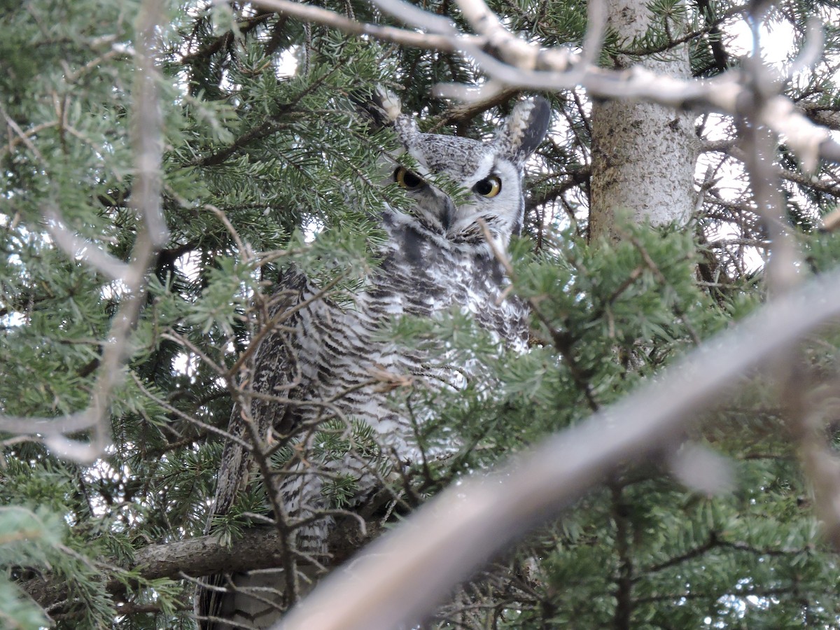 Great Horned Owl - ML286972981