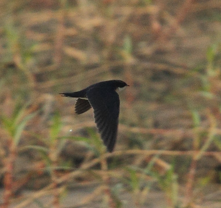 Wire-tailed Swallow - Albin Jacob