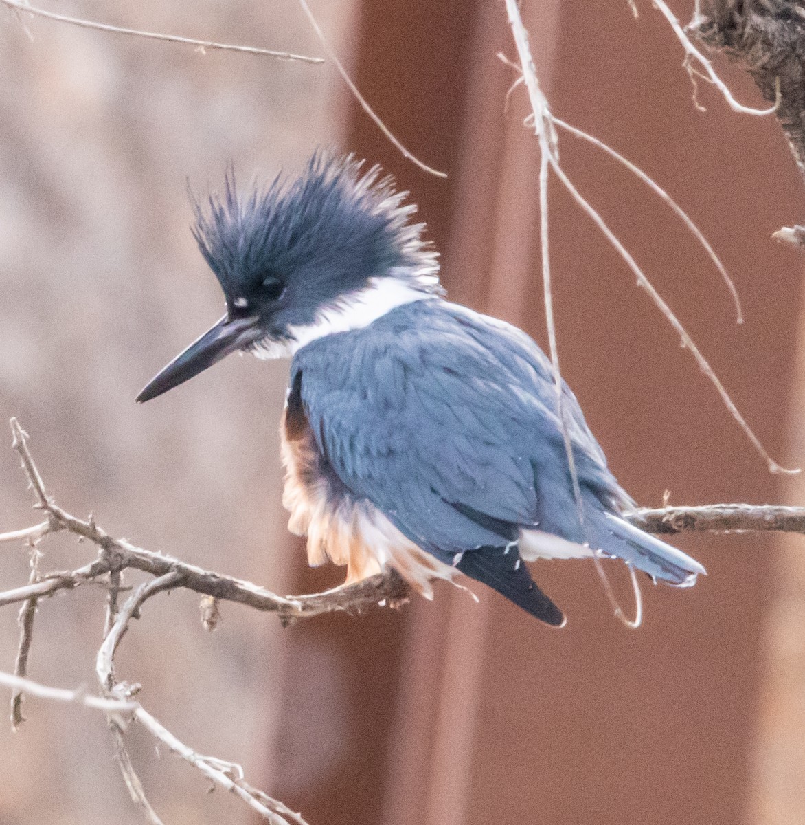 Belted Kingfisher - ML286978551