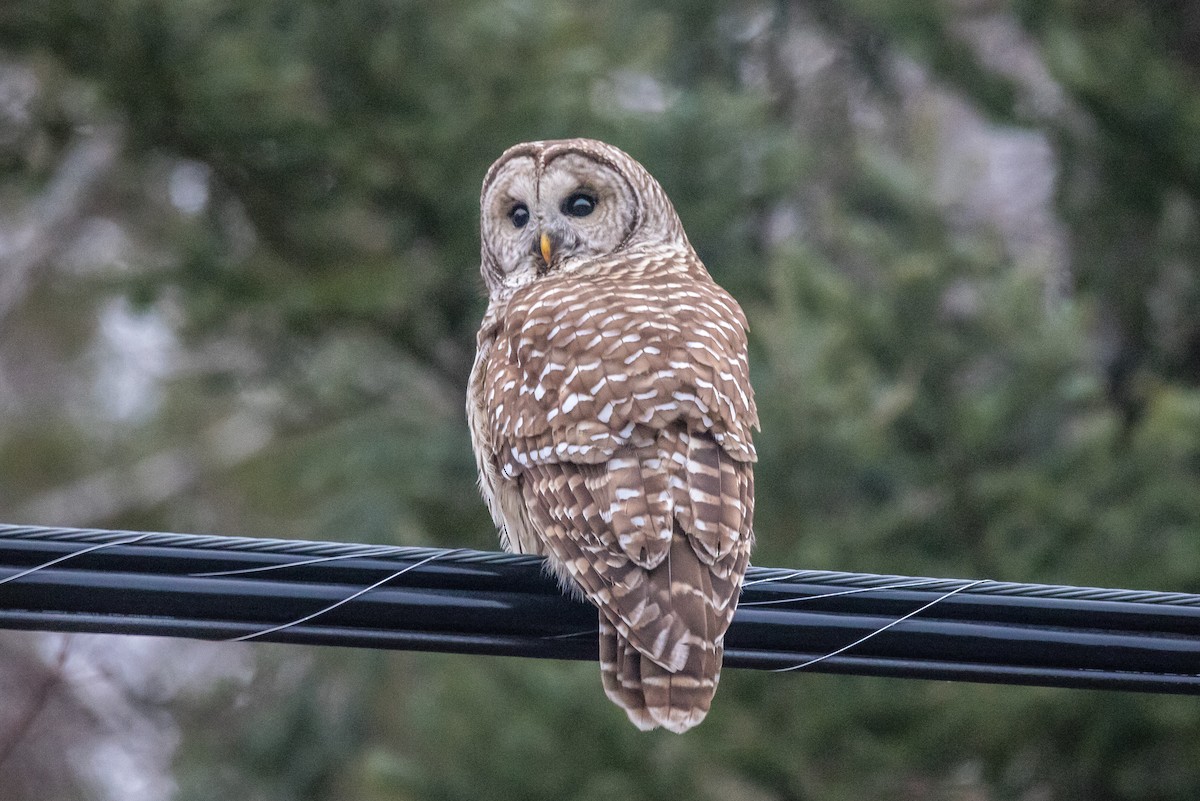 Barred Owl - ML286985841