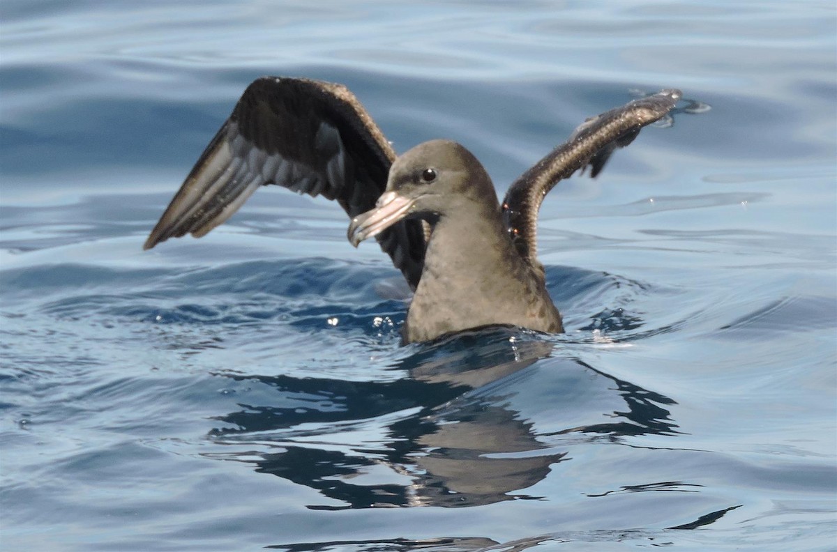 Flesh-footed Shearwater - ML28699001