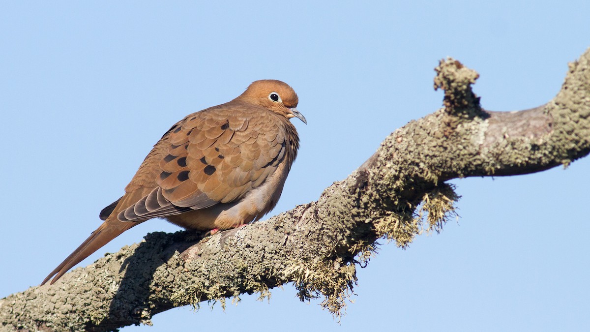 Mourning Dove - Fyn Kynd
