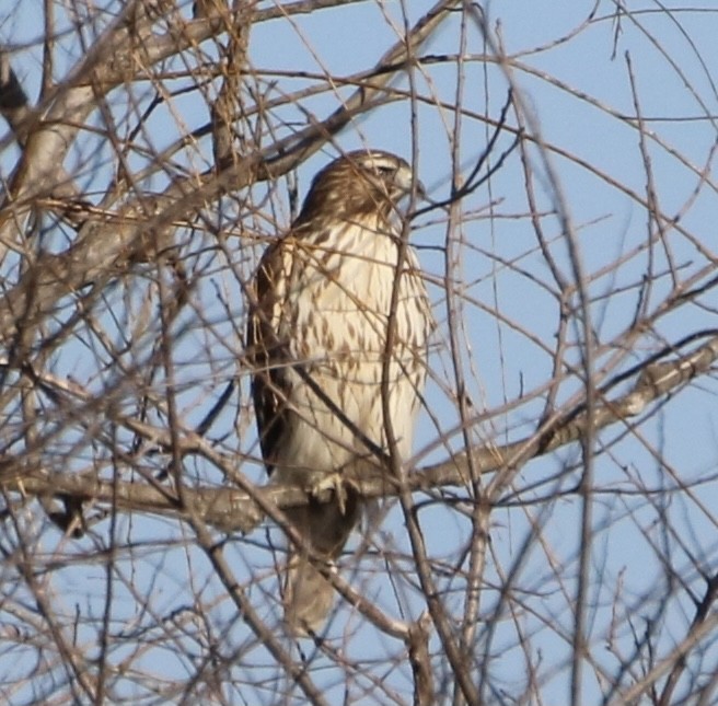 Red-tailed Hawk - ML286996981