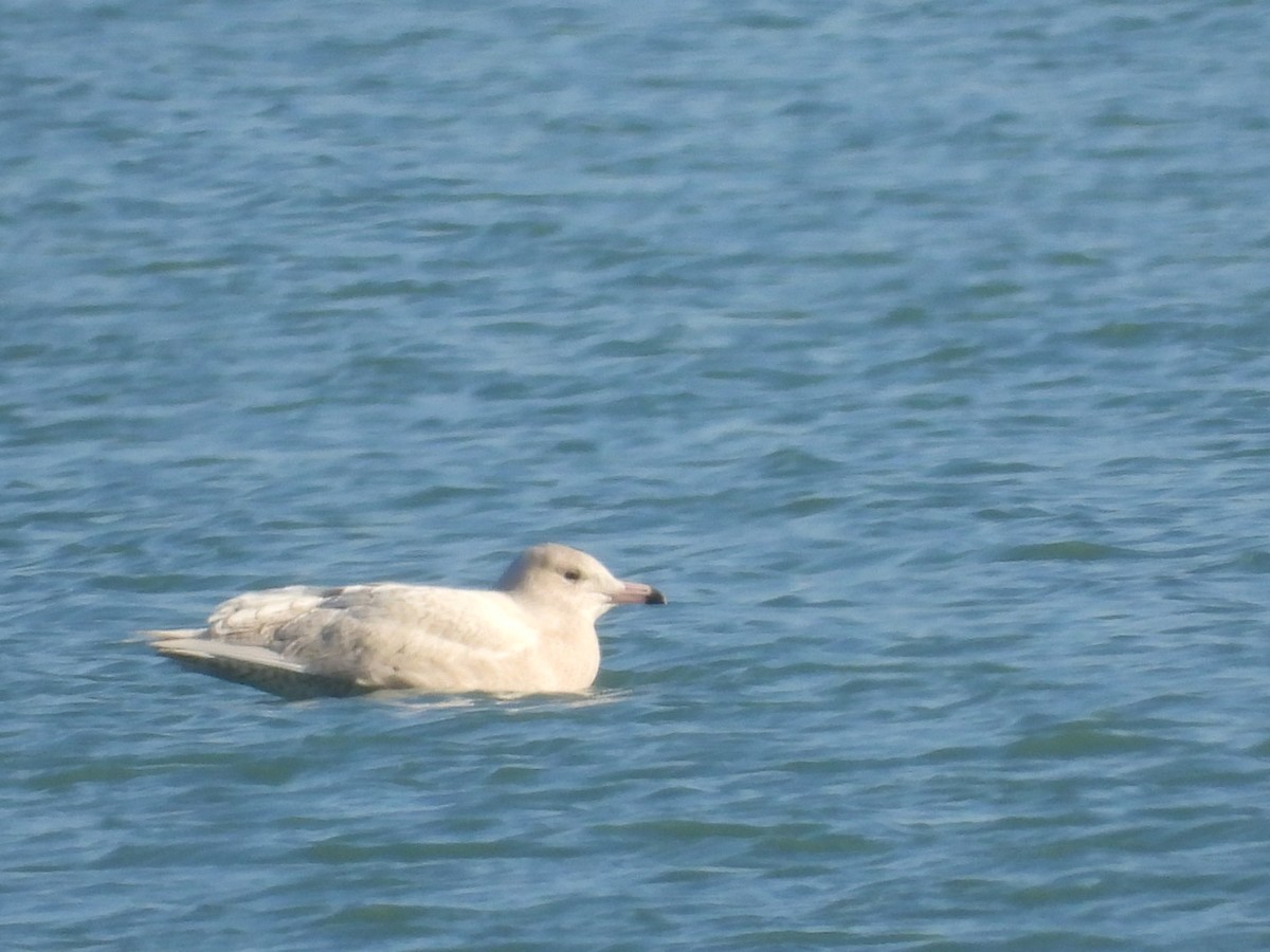 eBird Checklist 10 Dec 2020 BP Warm Water Outlet 5 species