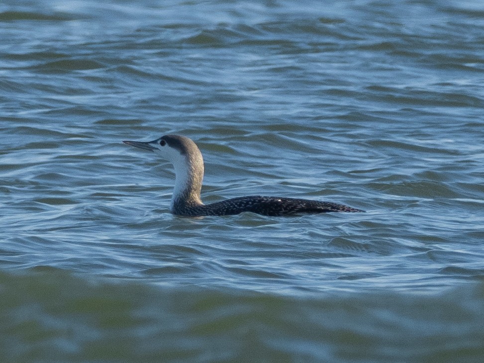 Red-throated Loon - Daniel Singer