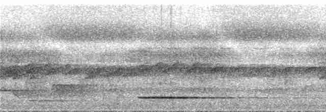 Gray Tinamou - ML286999