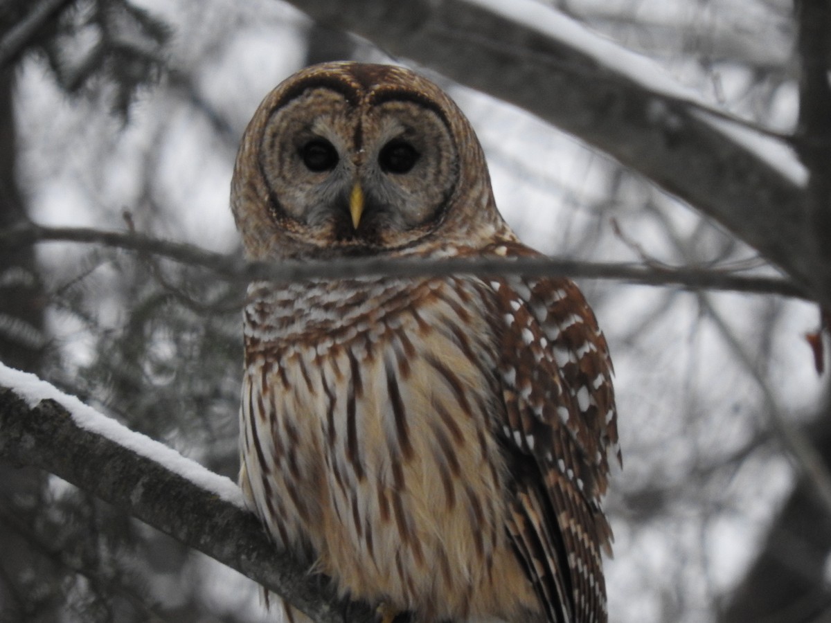 Barred Owl - ML286999841