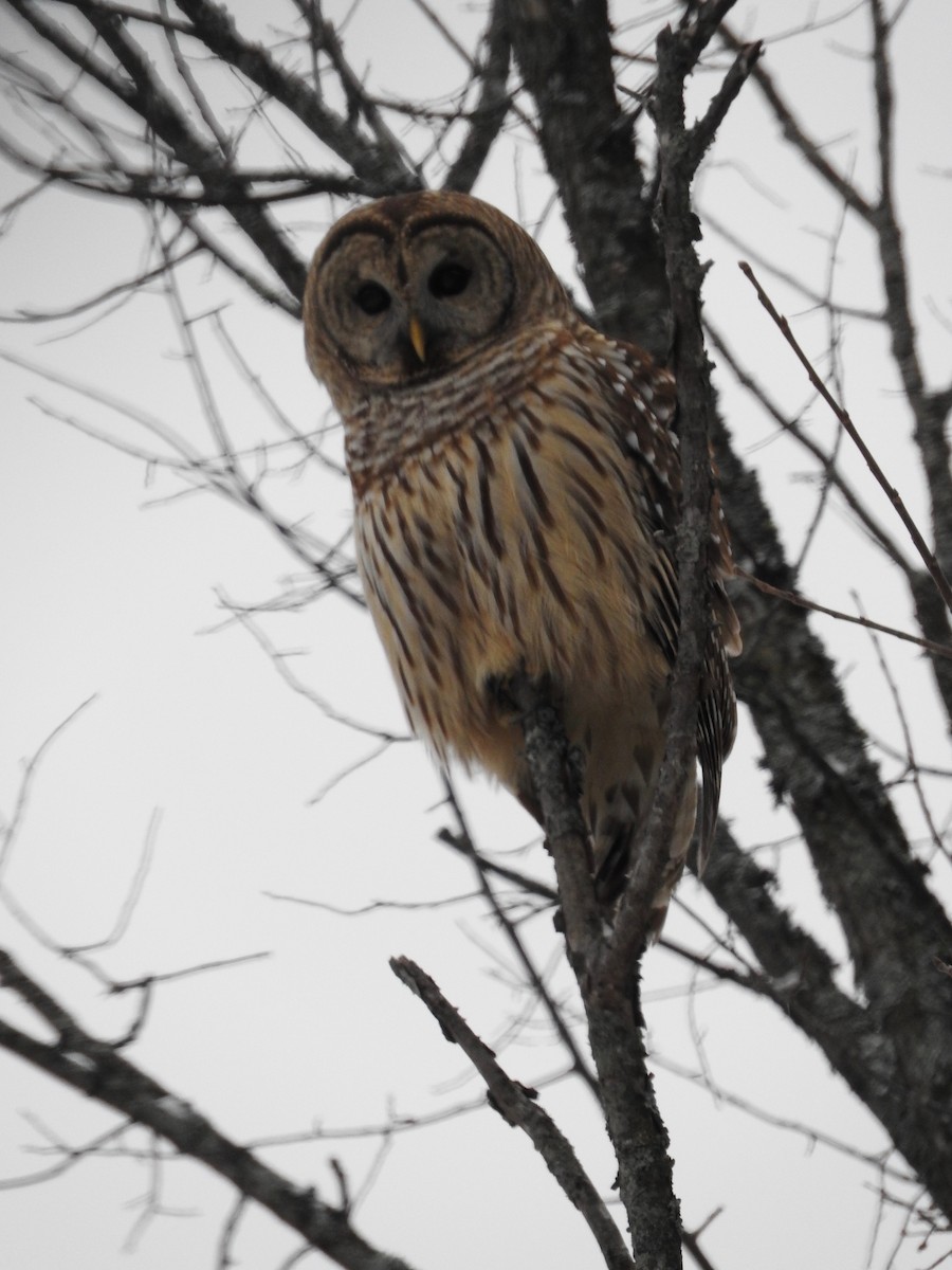 Barred Owl - ML286999941