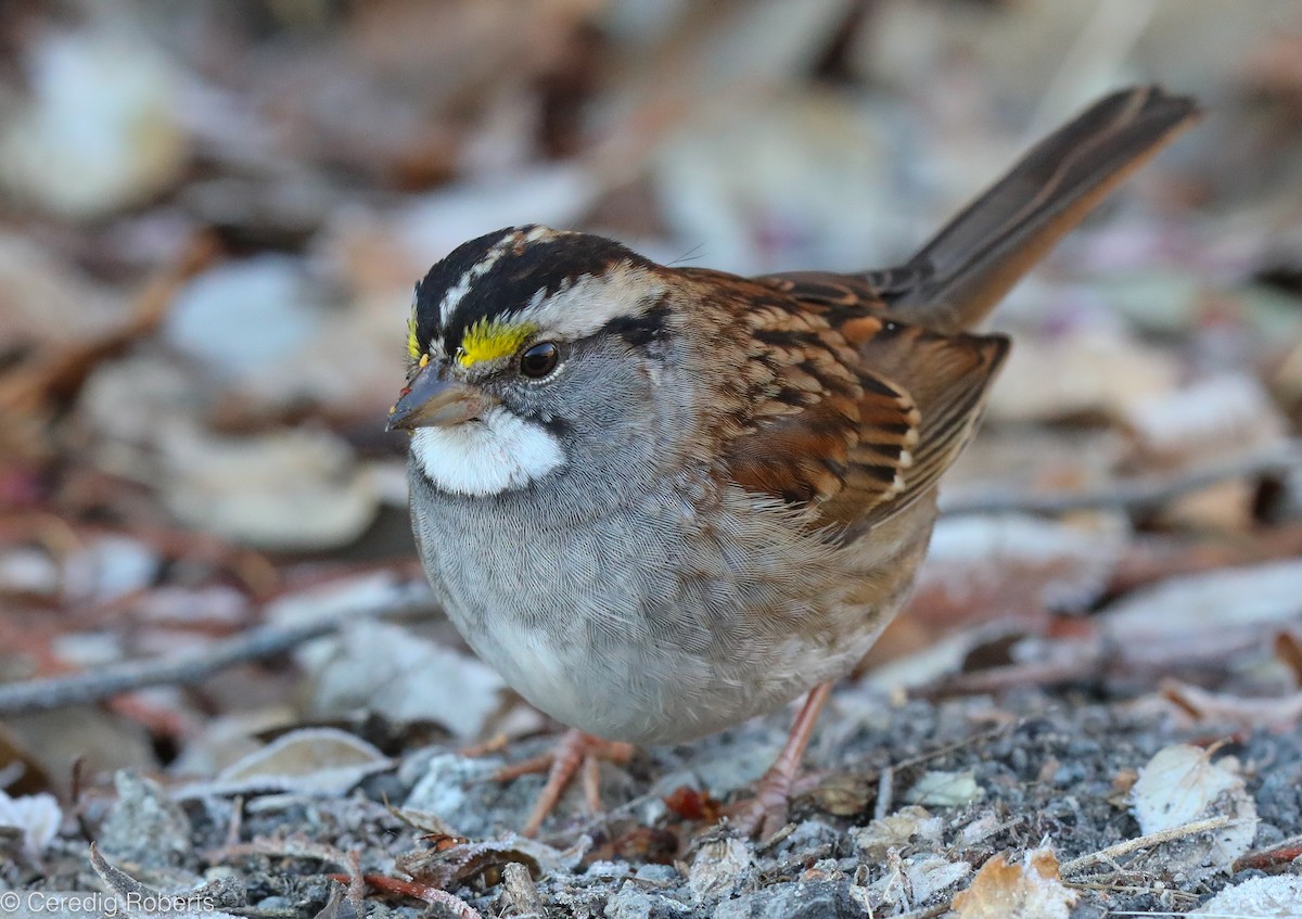 White-throated Sparrow - ML287004591