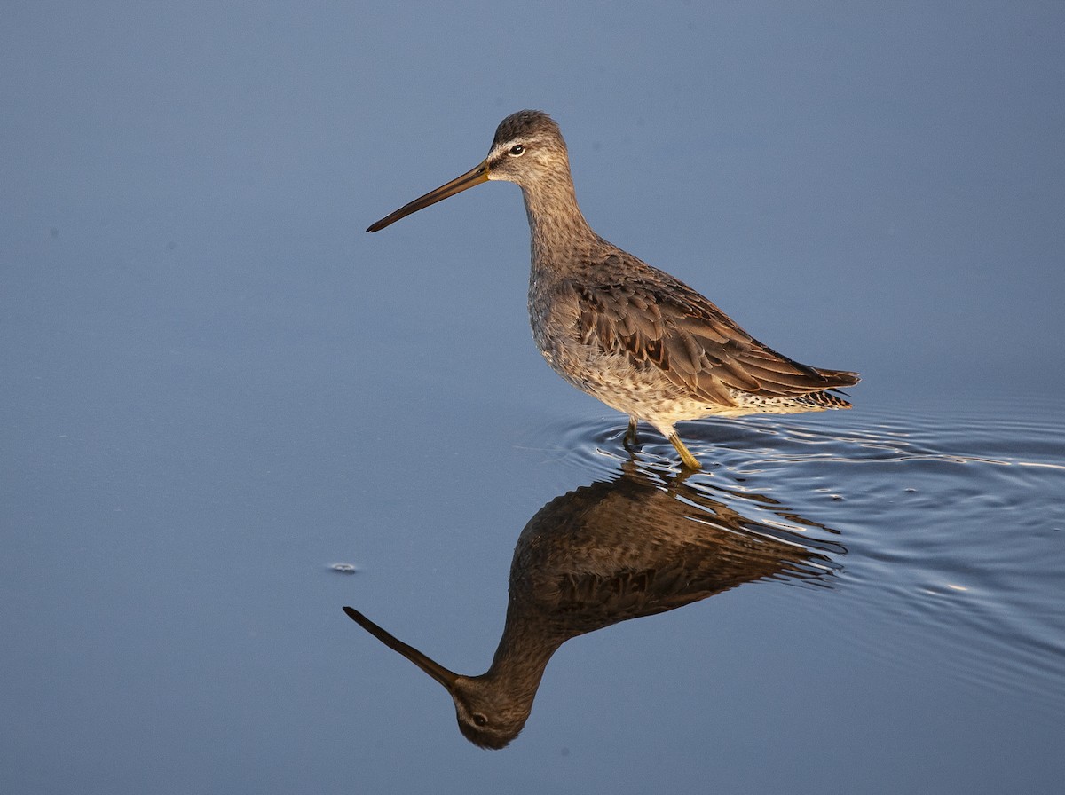 Long-billed Dowitcher - ML287004931