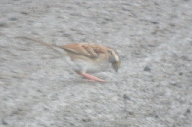 White-throated Sparrow - Ed  Newbold