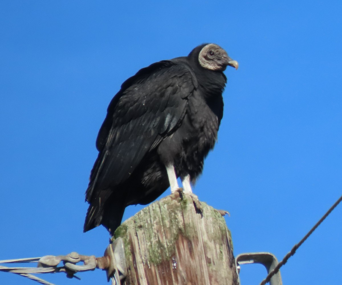Black Vulture - Lori Arent