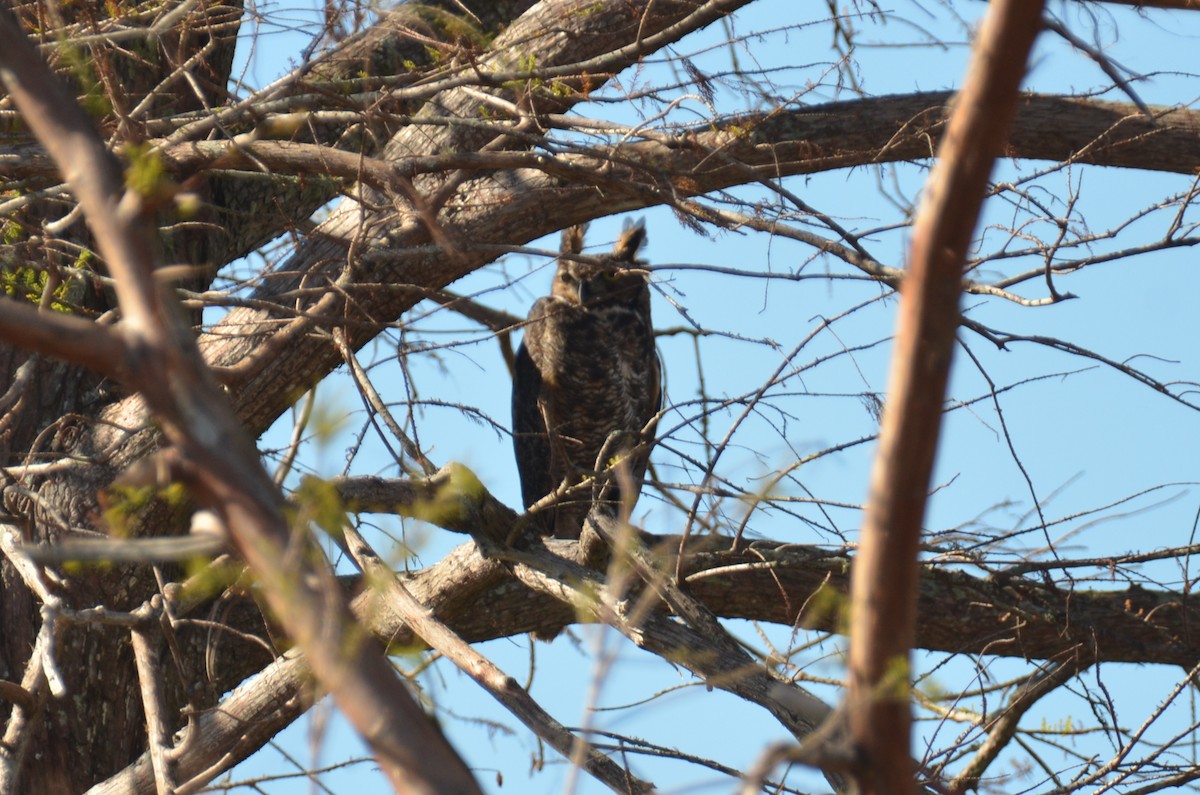 Great Horned Owl - ML287012701