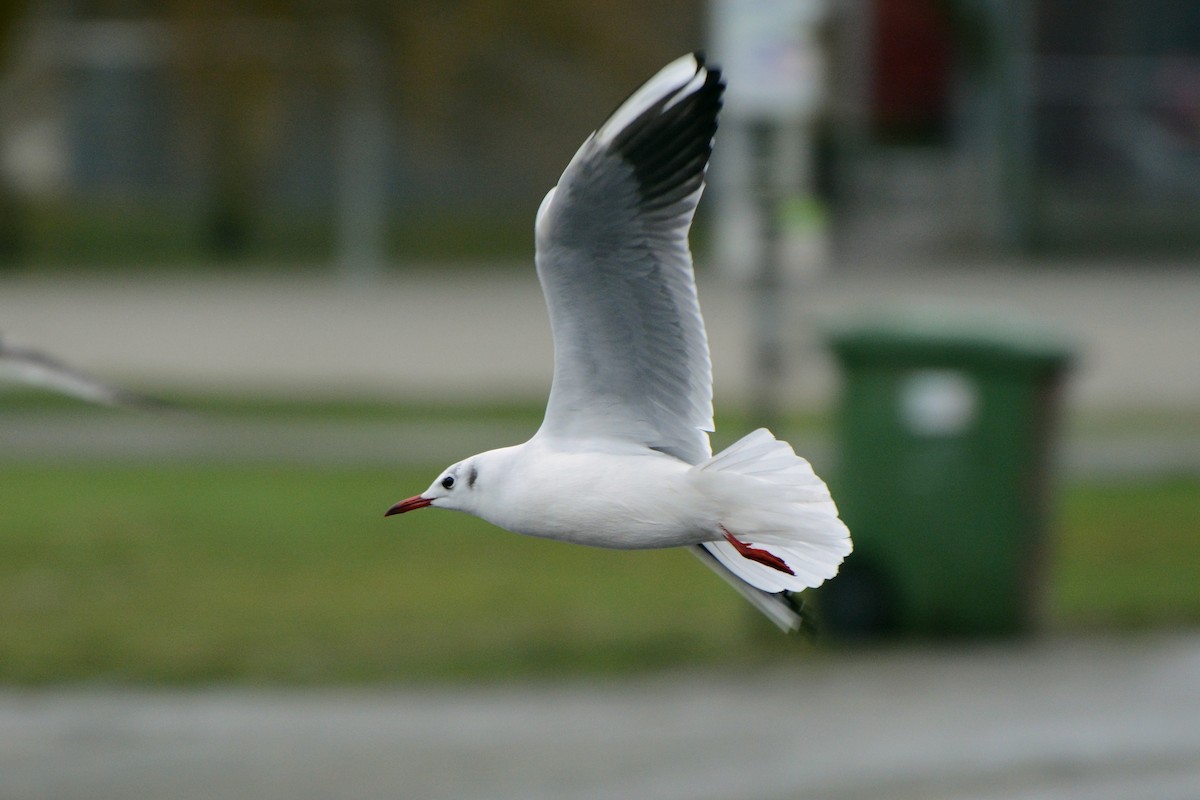 Mouette rieuse - ML287017821