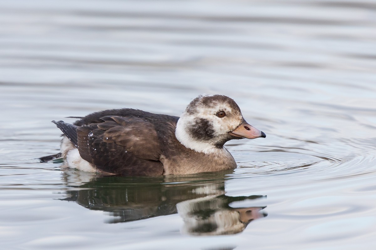 Long-tailed Duck - Brian Stahls