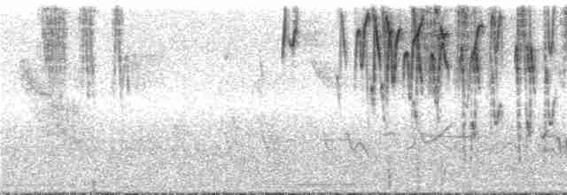 Conirostre oreillard - ML287022