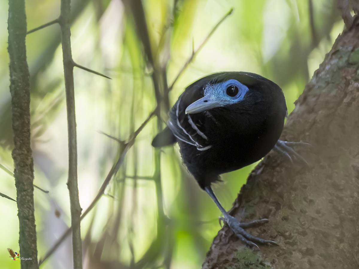 Bare-crowned Antbird - ML287030411