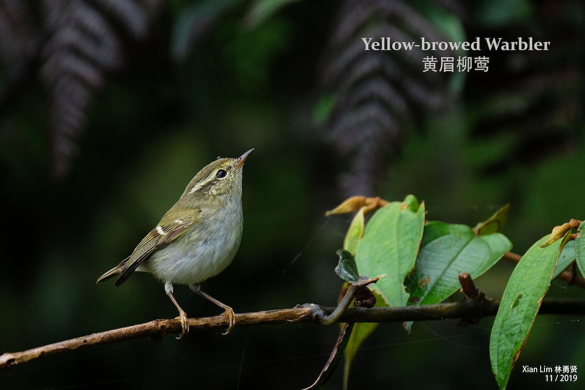 Yellow-browed Warbler - Lim Ying Hien