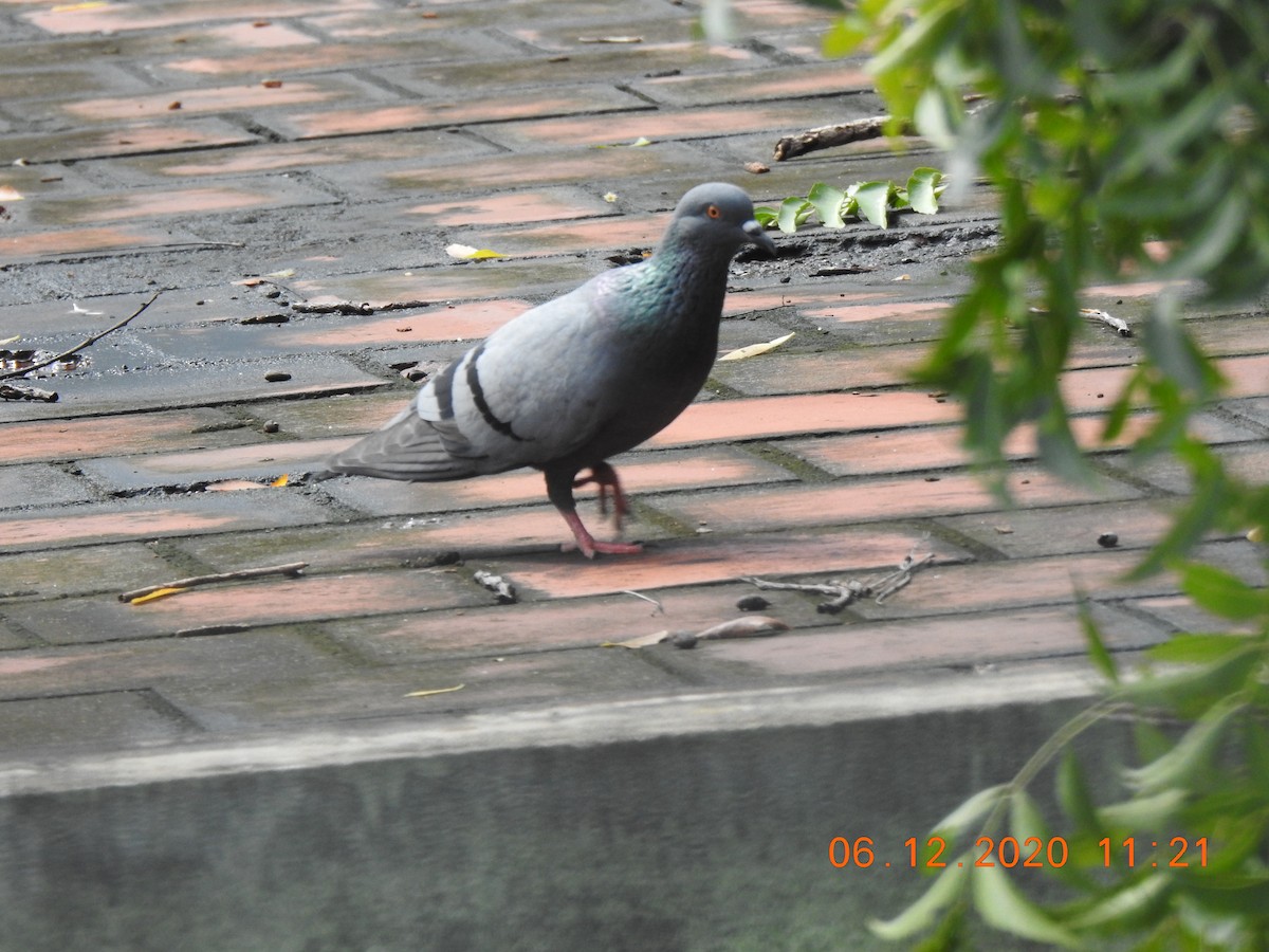Rock Pigeon (Feral Pigeon) - ML287037511