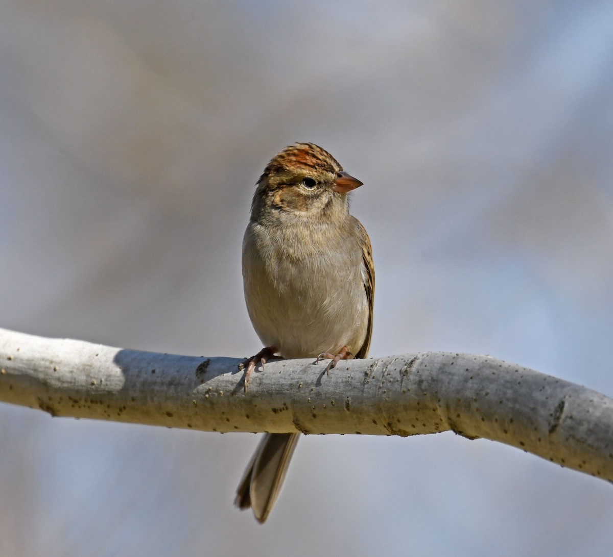 Chipping Sparrow - ML287045011