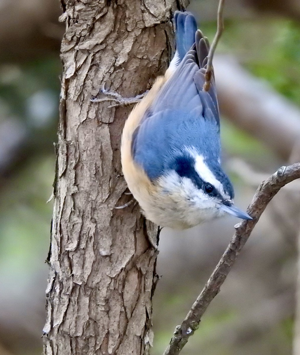 Red-breasted Nuthatch - Susan Hedman