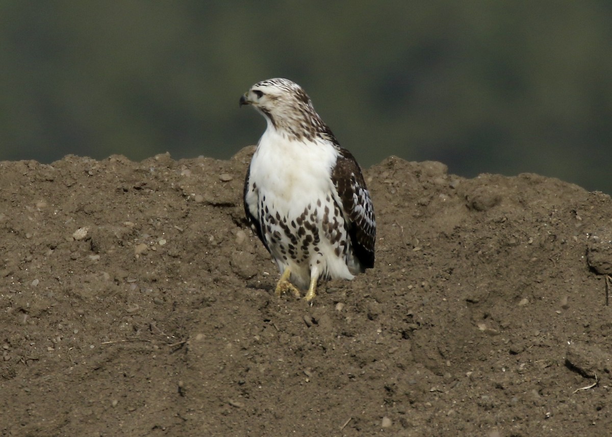 Red-tailed Hawk (Harlan's) - ML287046091
