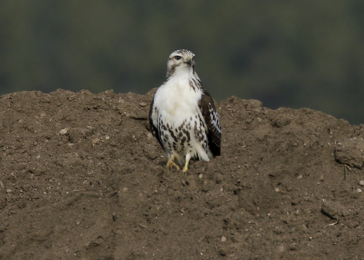 Red-tailed Hawk (Harlan's) - ML287046101