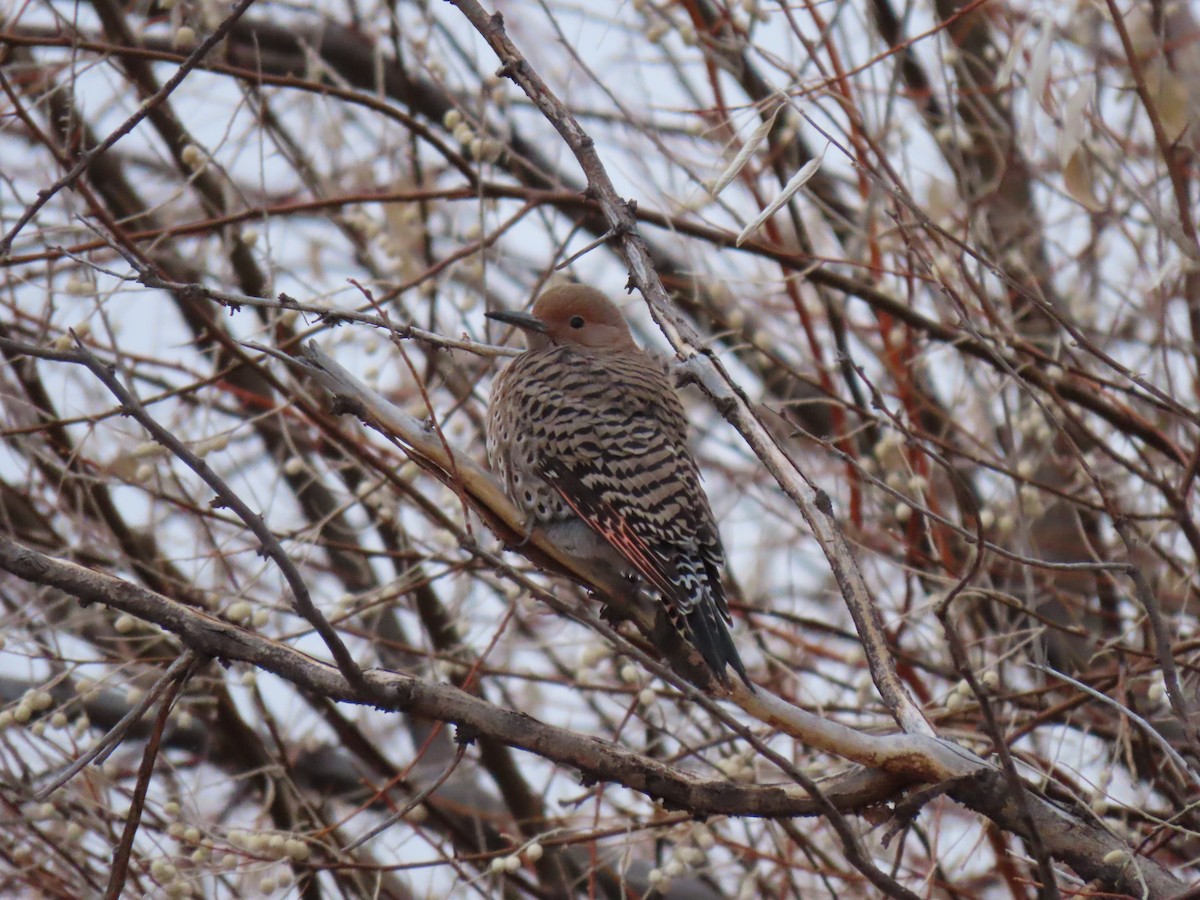 Northern Flicker (Red-shafted) - ML287050891