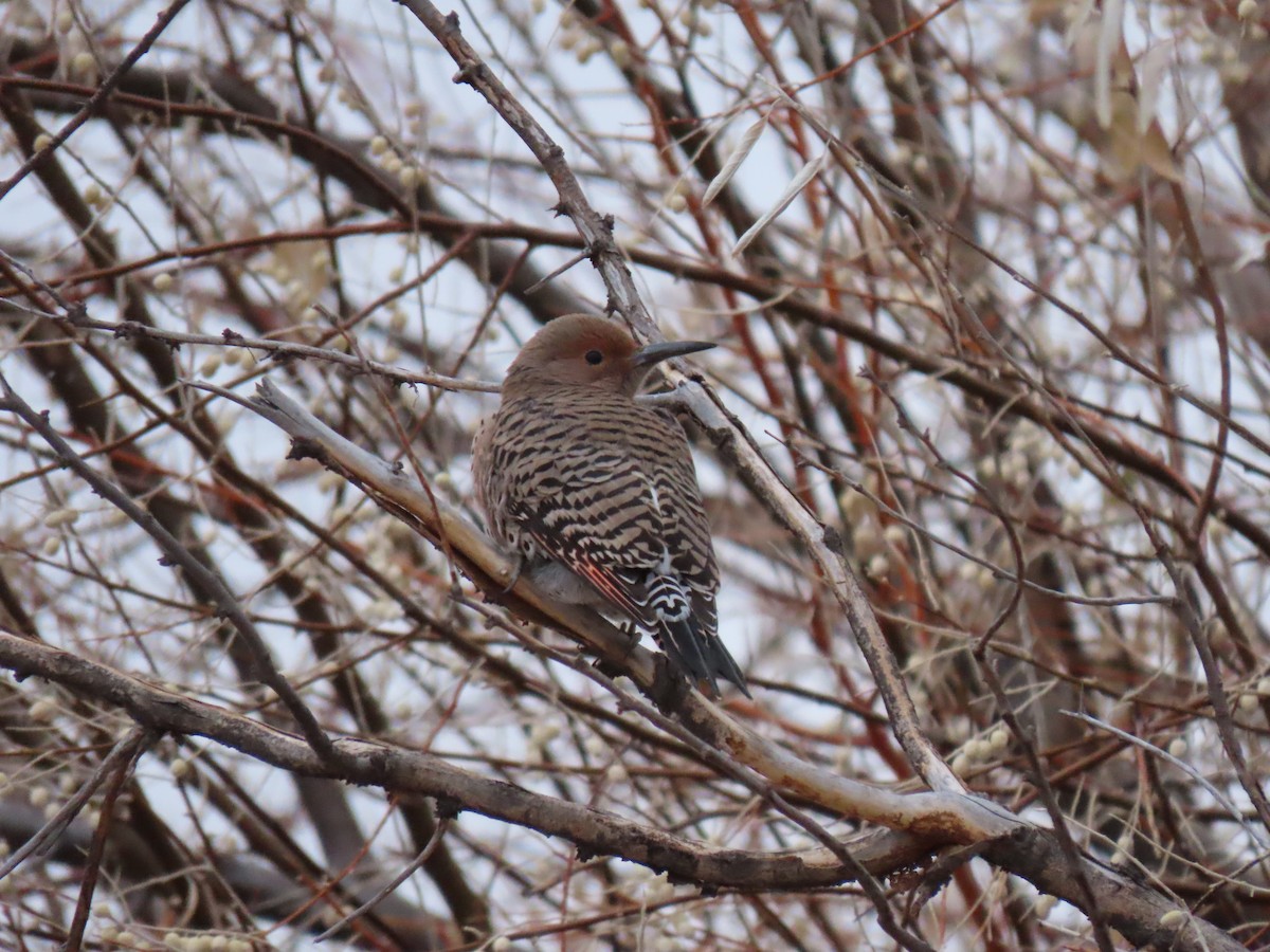 Northern Flicker (Red-shafted) - Del Nelson