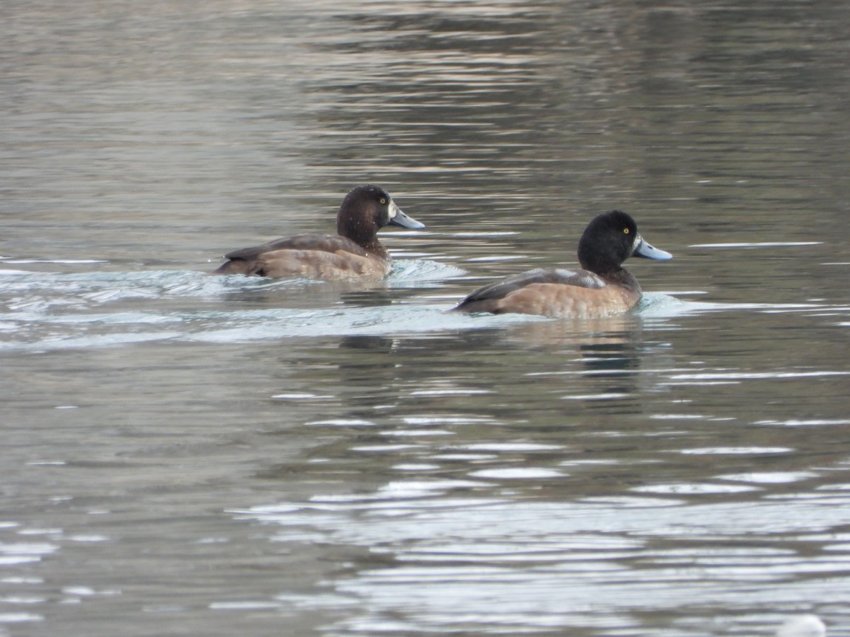 Greater Scaup - ML287052561
