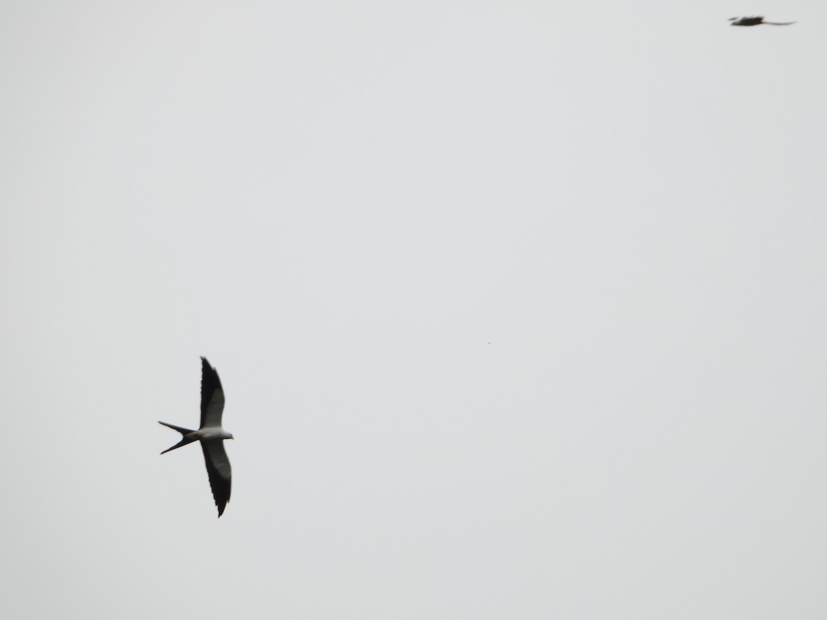 Swallow-tailed Kite - Howard Friedman