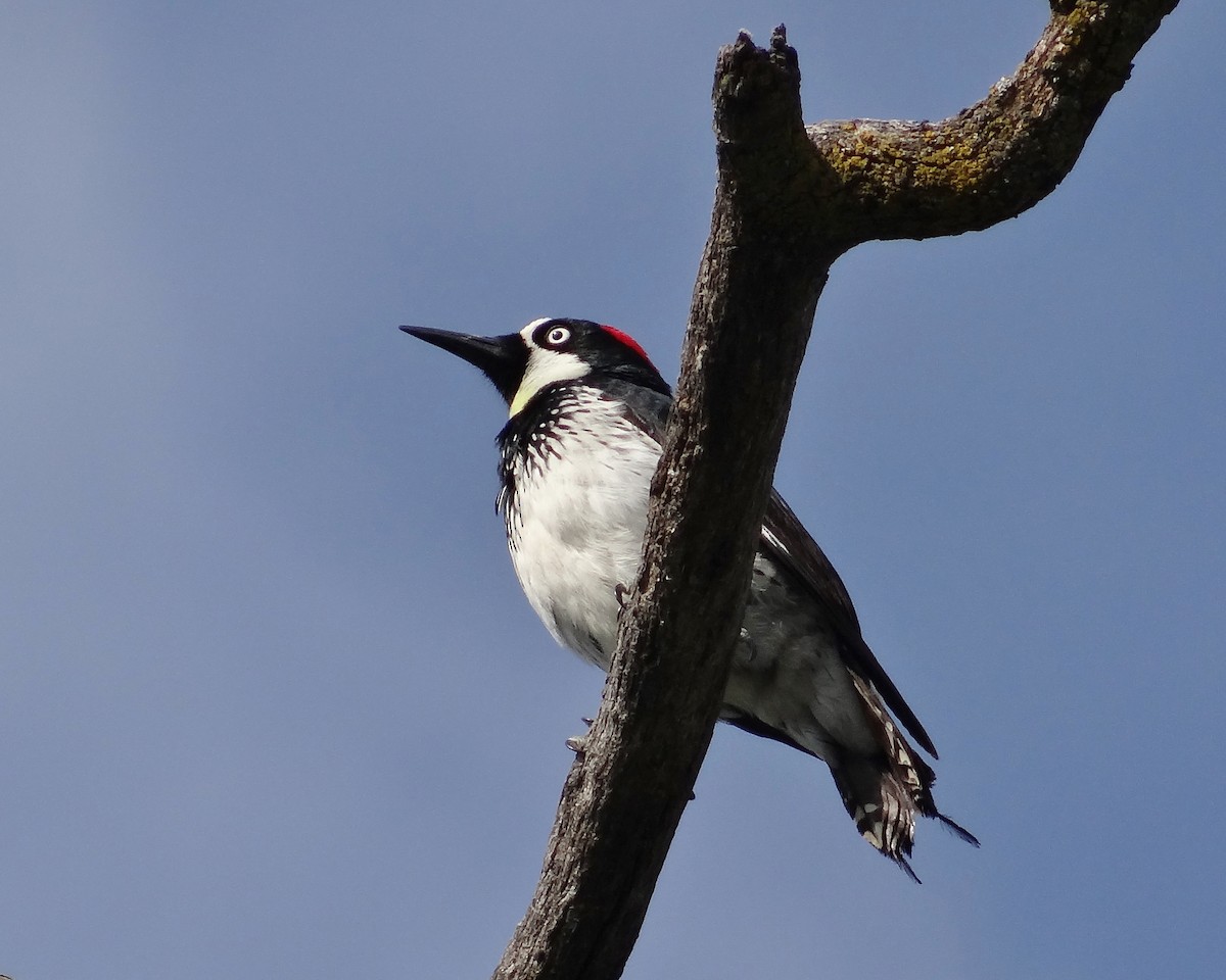 Acorn Woodpecker - ML28705971