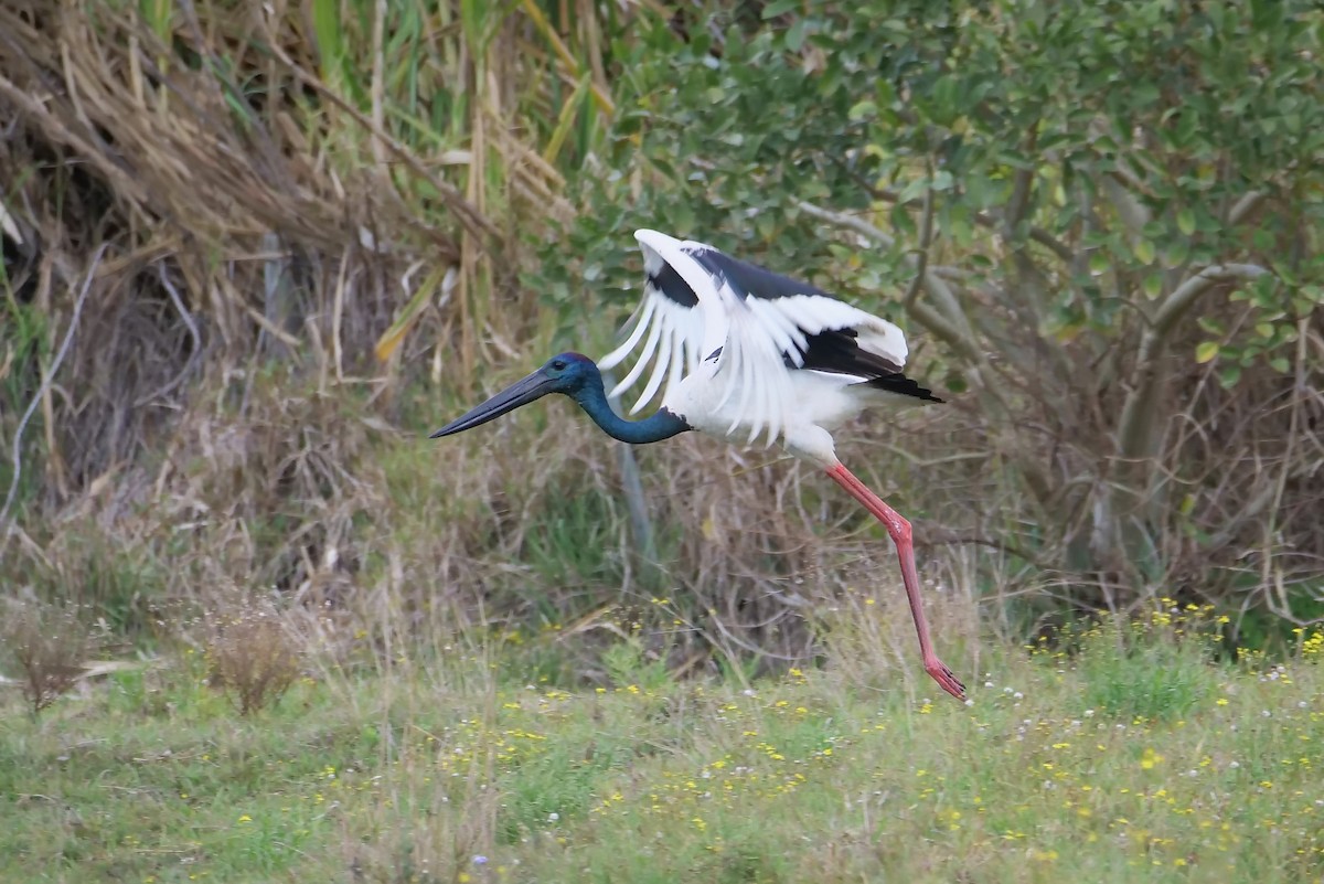 Black-necked Stork - ML287062851