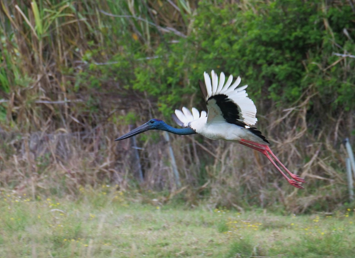 Black-necked Stork - ML287062861