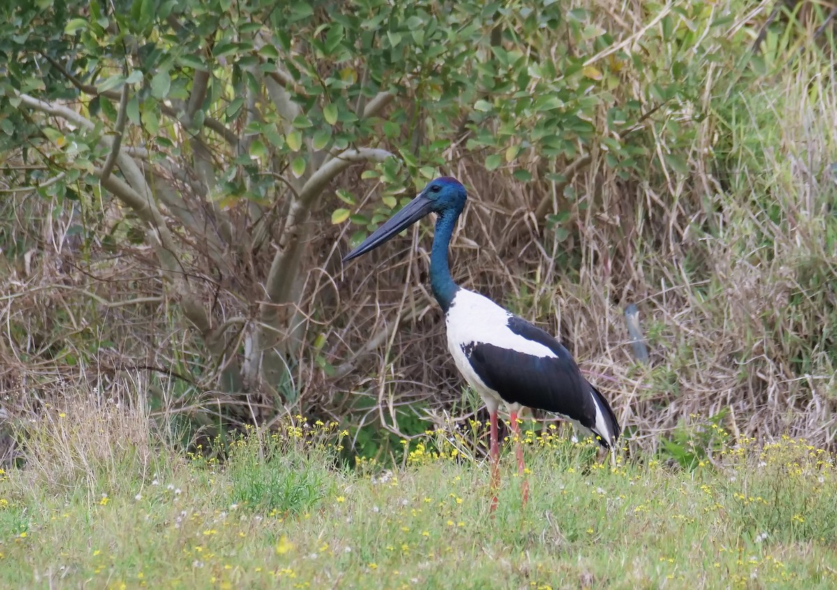 Black-necked Stork - ML287062881