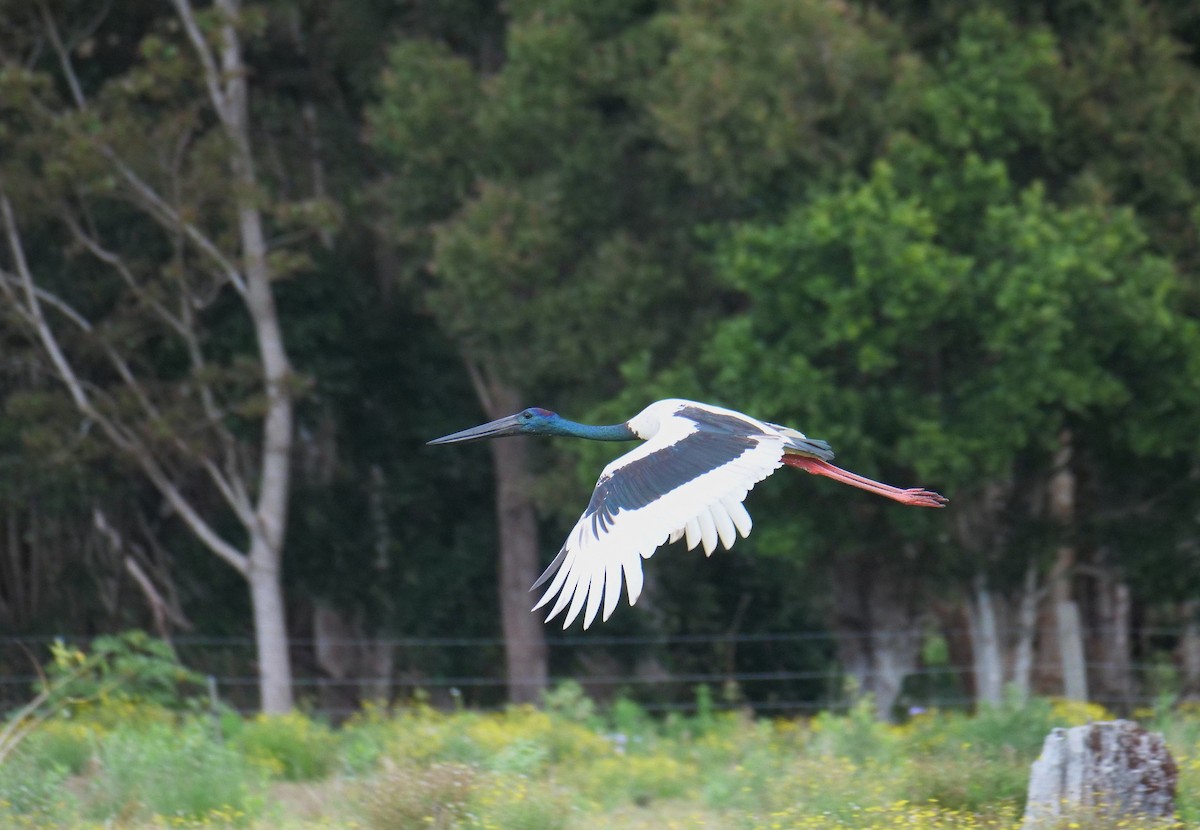 Black-necked Stork - ML287062891