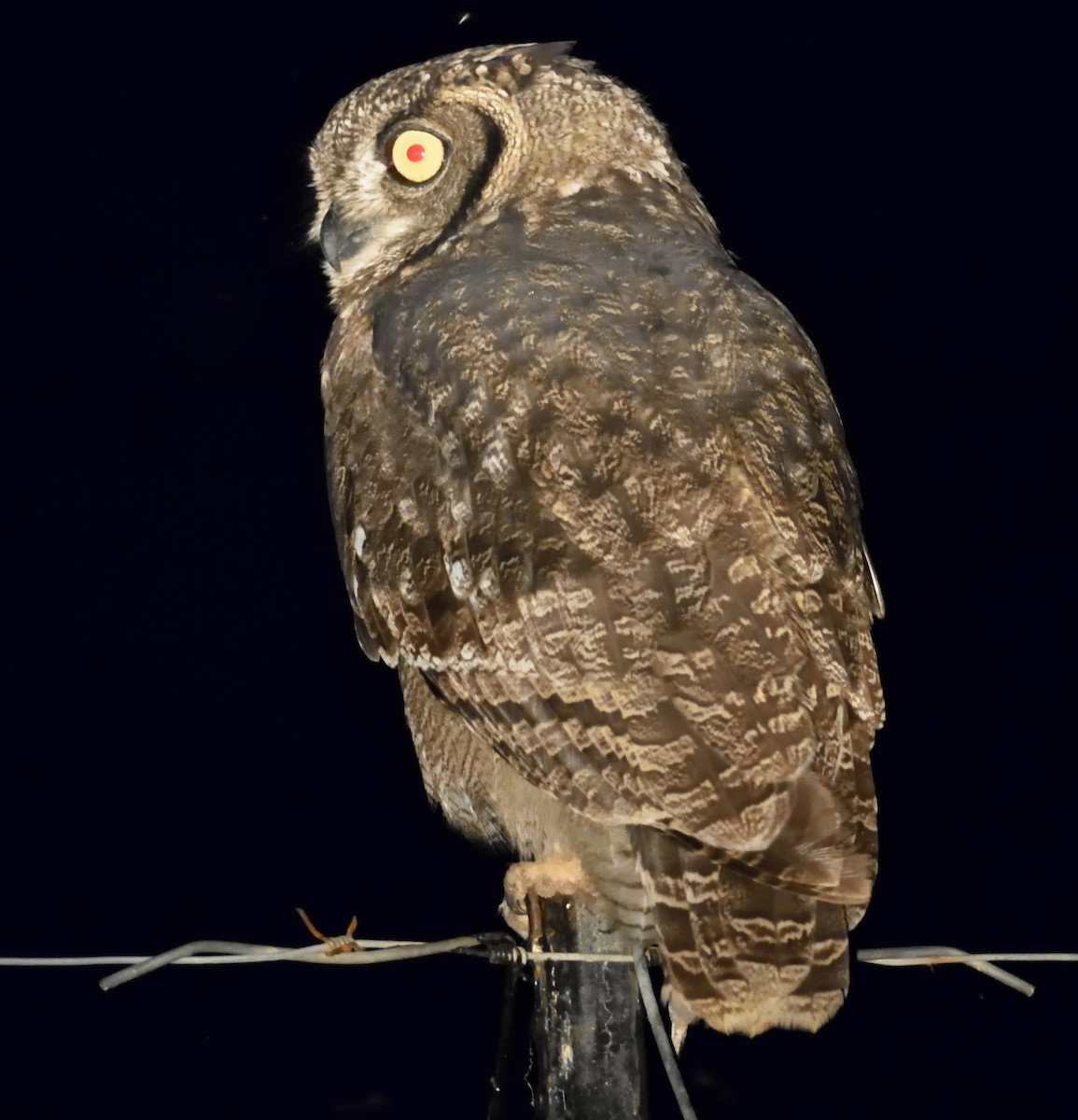 Spotted Eagle-Owl - Clayton Burne