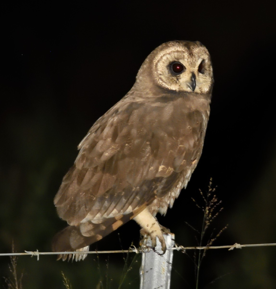 Marsh Owl - Clayton Burne