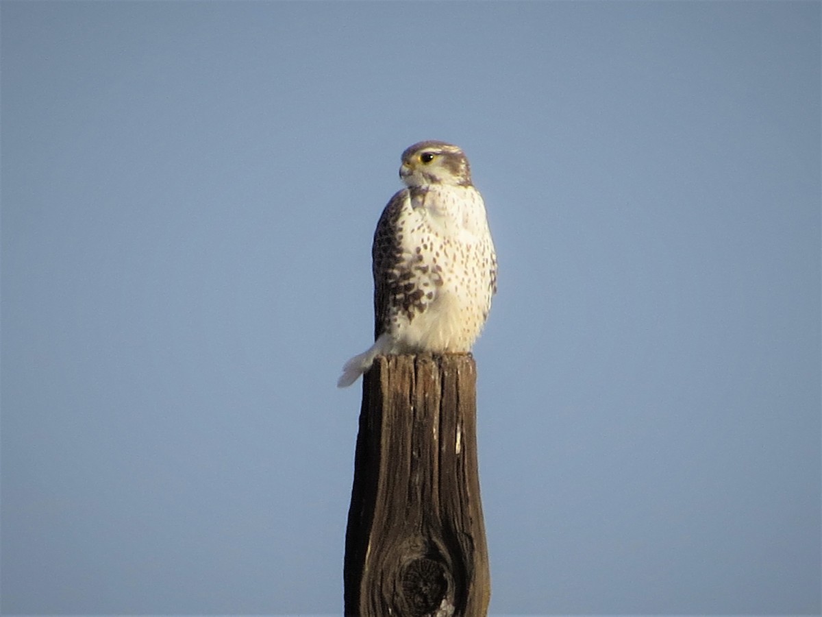 Prairie Falcon - Rick Saxton