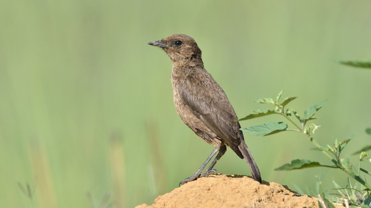 Southern Anteater-Chat - ML287068601