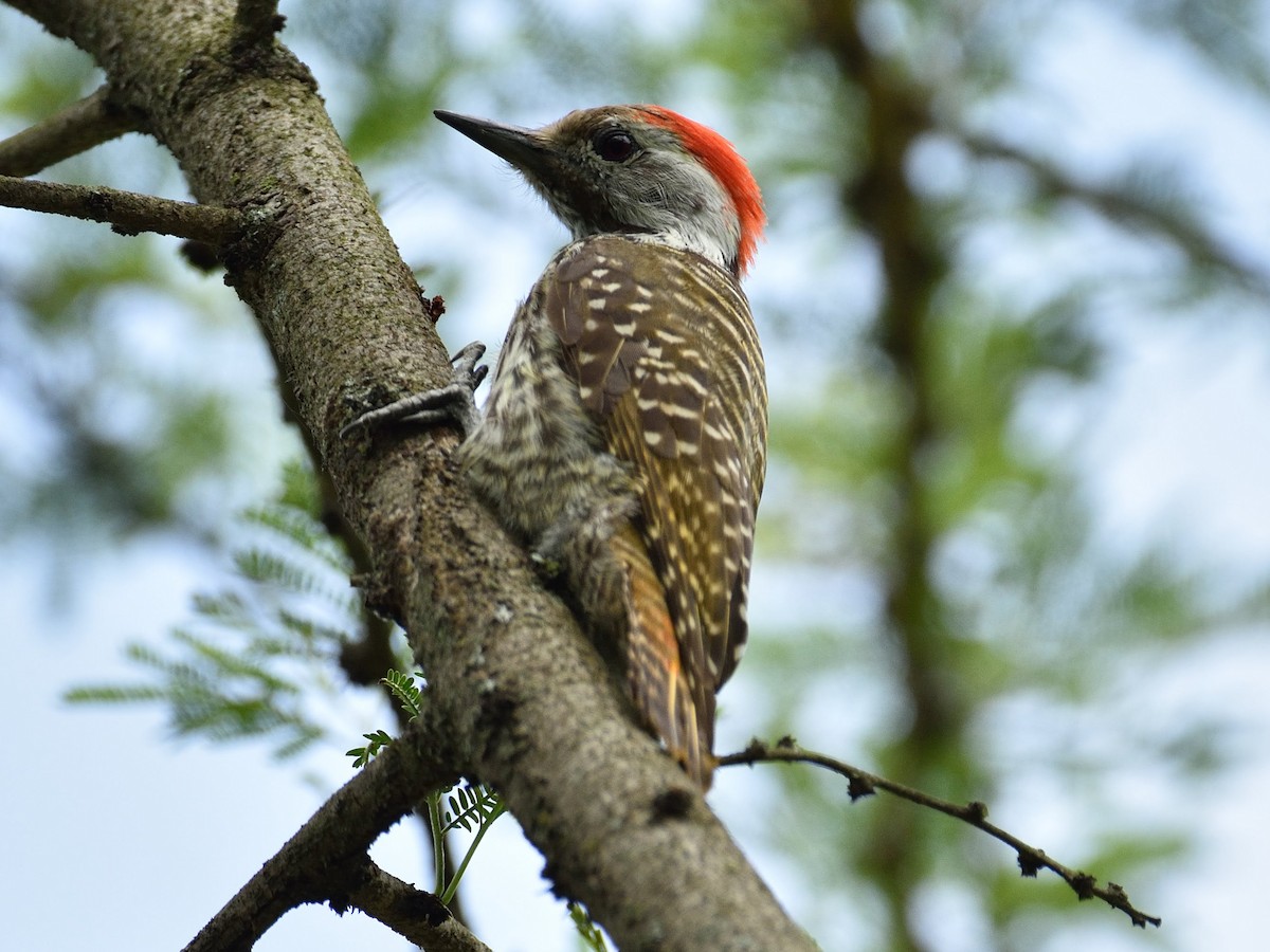 Cardinal Woodpecker - ML287069931