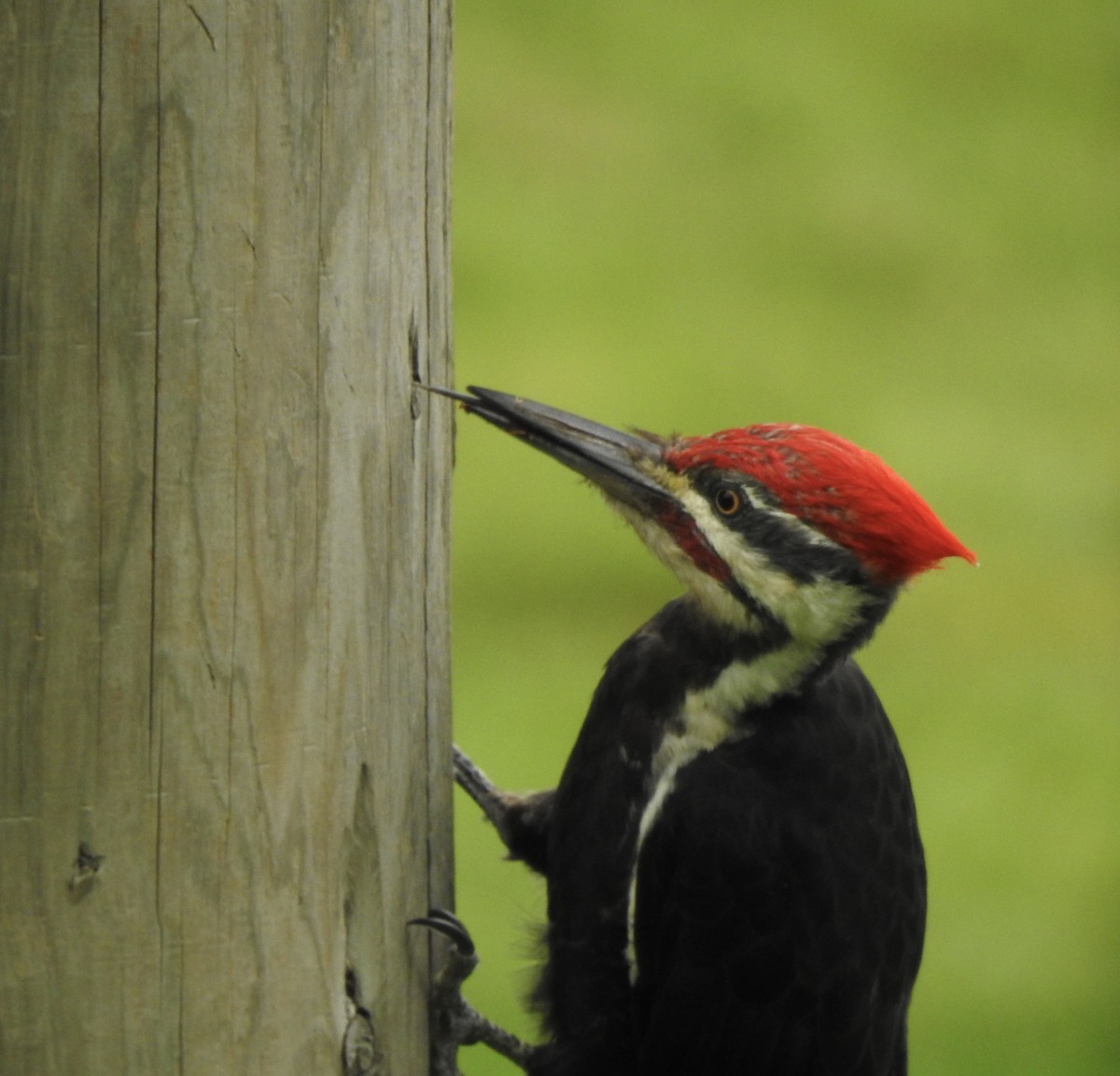 Pileated Woodpecker - Greer Kaiser