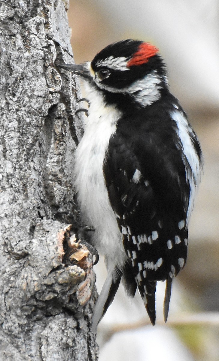 Downy Woodpecker (Rocky Mts.) - ML28707151