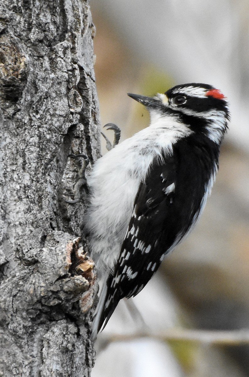 Downy Woodpecker (Rocky Mts.) - ML28707161