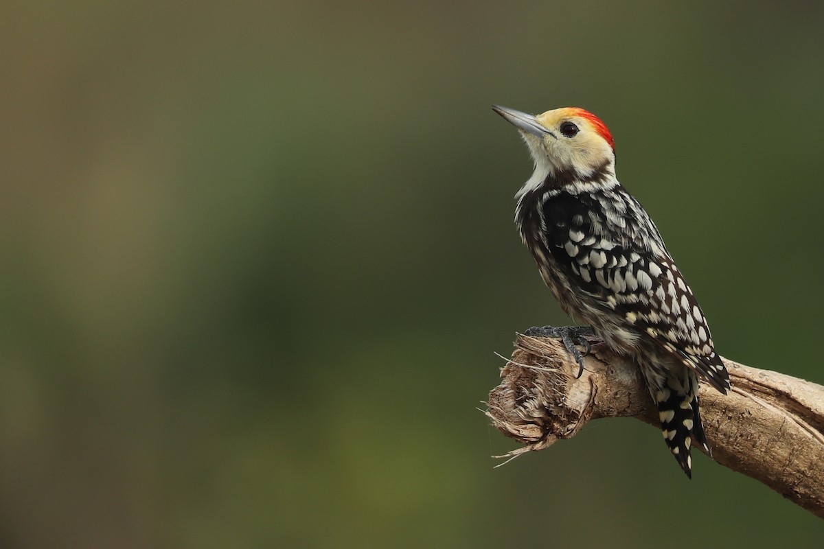 Yellow-crowned Woodpecker - Gehan Rajeev