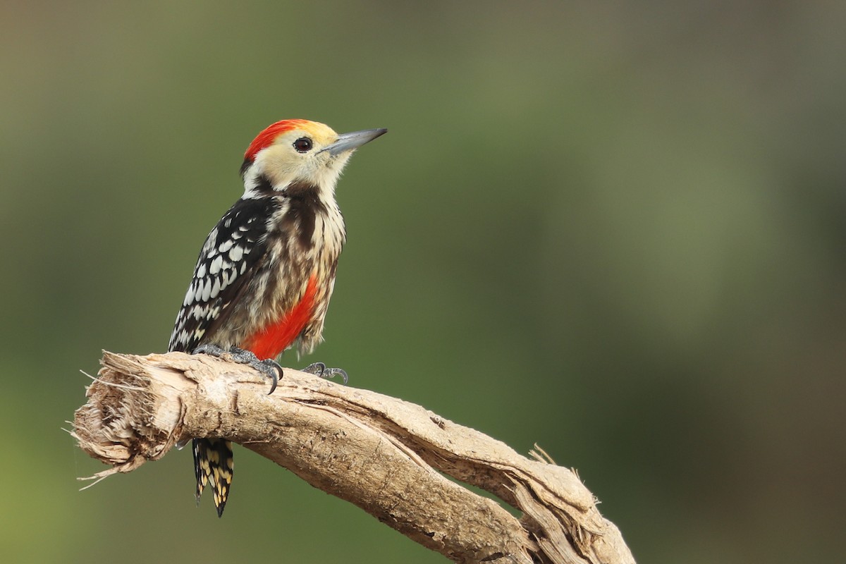 Yellow-crowned Woodpecker - Gehan Rajeev