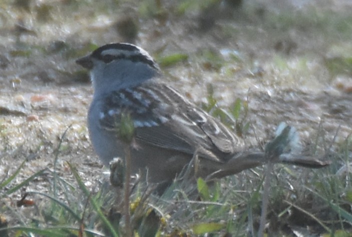 White-crowned Sparrow (oriantha) - ML28707191