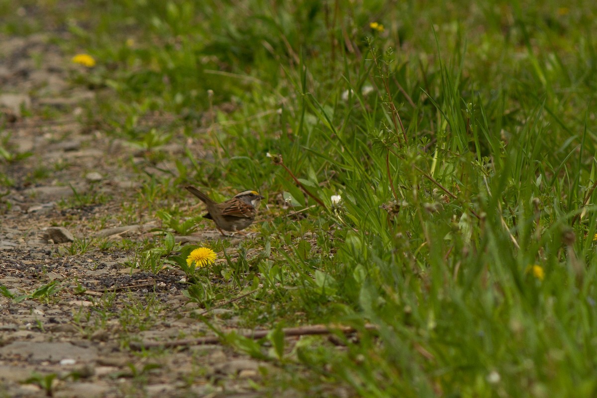 White-throated Sparrow - ML28707351