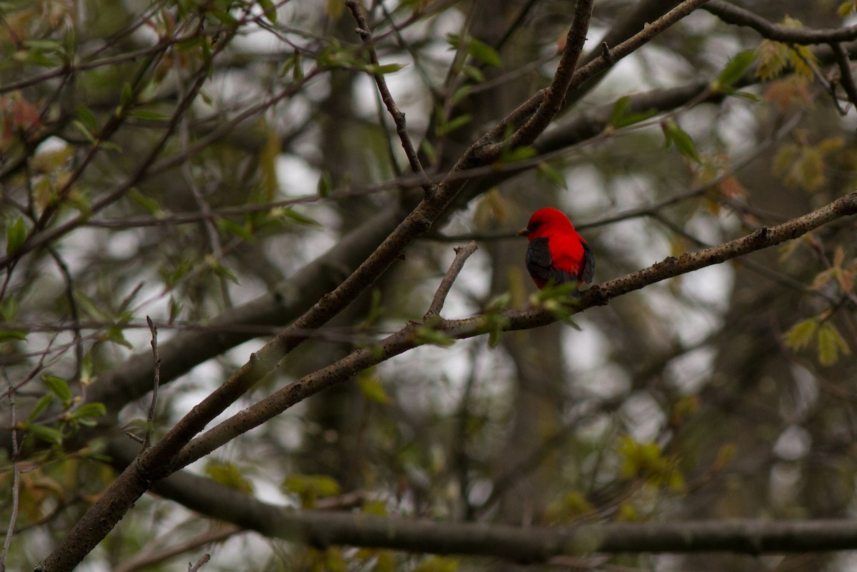 Scarlet Tanager - ML28708031
