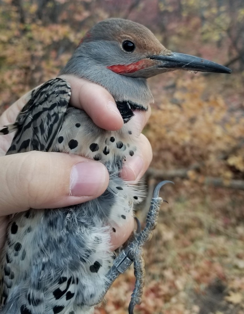 Northern Flicker (Yellow-shafted x Red-shafted) - Kyle Kittelberger